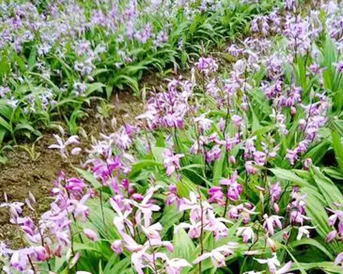 白芨1.jpg