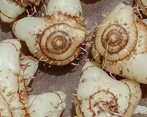 白芨2.jpg